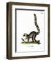 Ring-Tailed Lemur-null-Framed Giclee Print