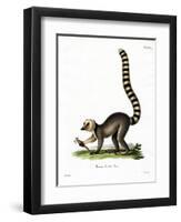 Ring-Tailed Lemur-null-Framed Giclee Print