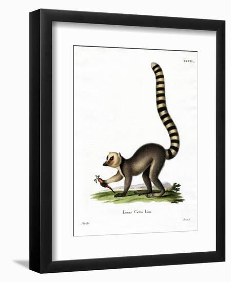 Ring-Tailed Lemur-null-Framed Giclee Print