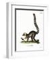 Ring-Tailed Lemur-null-Framed Giclee Print