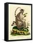 Ring-Tailed Lemur-null-Framed Stretched Canvas