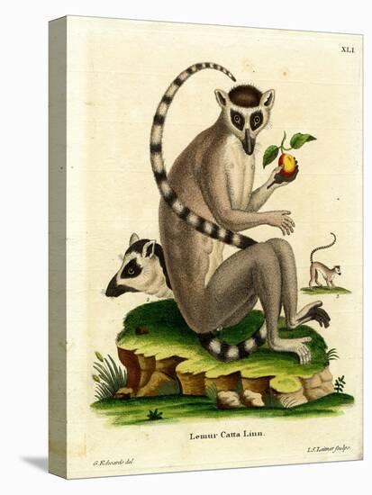 Ring-Tailed Lemur-null-Stretched Canvas