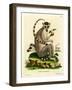 Ring-Tailed Lemur-null-Framed Giclee Print