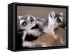 Ring-tailed Lemurs, Berenty Private Reserve, Madagascar-Pete Oxford-Framed Stretched Canvas