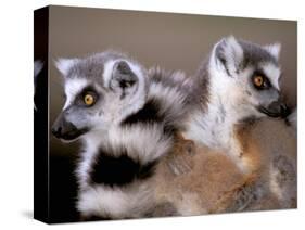 Ring-tailed Lemurs, Berenty Private Reserve, Madagascar-Pete Oxford-Stretched Canvas