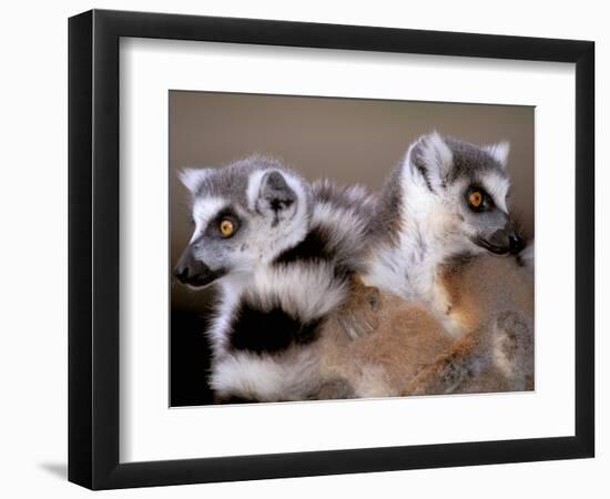 Ring-tailed Lemurs, Berenty Private Reserve, Madagascar-Pete Oxford-Framed Photographic Print