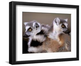 Ring-tailed Lemurs, Berenty Private Reserve, Madagascar-Pete Oxford-Framed Photographic Print