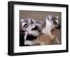 Ring-tailed Lemurs, Berenty Private Reserve, Madagascar-Pete Oxford-Framed Photographic Print