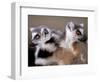 Ring-tailed Lemurs, Berenty Private Reserve, Madagascar-Pete Oxford-Framed Photographic Print