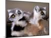 Ring-tailed Lemurs, Berenty Private Reserve, Madagascar-Pete Oxford-Mounted Photographic Print