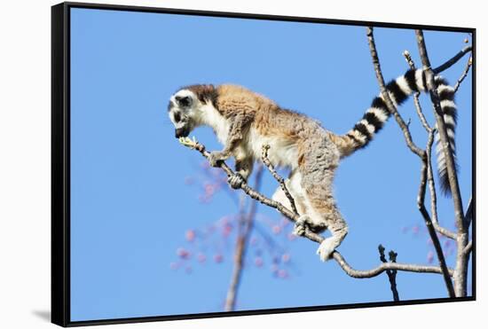 Ring tailed lemurs (Lemur catta), Anja Reserve, Ambalavao, central area, Madagascar, Africa-Christian Kober-Framed Stretched Canvas