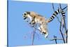 Ring tailed lemurs (Lemur catta), Anja Reserve, Ambalavao, central area, Madagascar, Africa-Christian Kober-Stretched Canvas
