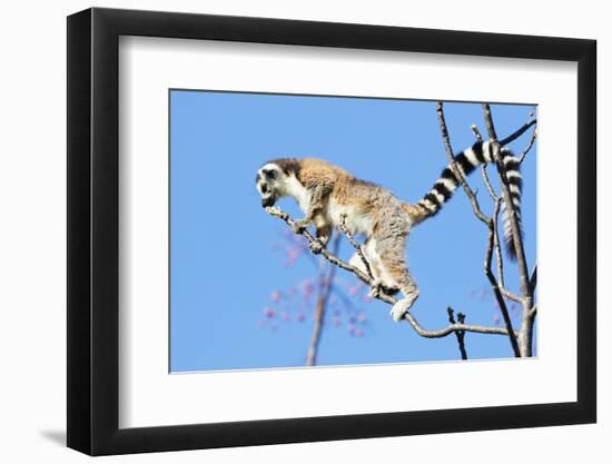 Ring tailed lemurs (Lemur catta), Anja Reserve, Ambalavao, central area, Madagascar, Africa-Christian Kober-Framed Photographic Print