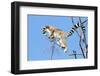 Ring tailed lemurs (Lemur catta), Anja Reserve, Ambalavao, central area, Madagascar, Africa-Christian Kober-Framed Photographic Print