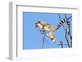 Ring tailed lemurs (Lemur catta), Anja Reserve, Ambalavao, central area, Madagascar, Africa-Christian Kober-Framed Photographic Print