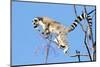 Ring tailed lemurs (Lemur catta), Anja Reserve, Ambalavao, central area, Madagascar, Africa-Christian Kober-Mounted Photographic Print