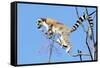 Ring tailed lemurs (Lemur catta), Anja Reserve, Ambalavao, central area, Madagascar, Africa-Christian Kober-Framed Stretched Canvas