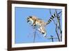 Ring tailed lemurs (Lemur catta), Anja Reserve, Ambalavao, central area, Madagascar, Africa-Christian Kober-Framed Photographic Print