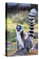 Ring tailed lemurs (Lemur catta), Anja Reserve, Ambalavao, central area, Madagascar, Africa-Christian Kober-Stretched Canvas