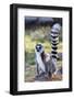 Ring tailed lemurs (Lemur catta), Anja Reserve, Ambalavao, central area, Madagascar, Africa-Christian Kober-Framed Photographic Print