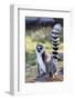 Ring tailed lemurs (Lemur catta), Anja Reserve, Ambalavao, central area, Madagascar, Africa-Christian Kober-Framed Photographic Print