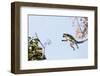 Ring tailed lemurs (Lemur catta) jumping in the trees, Anja Reserve, Ambalavao, central area, Madag-Christian Kober-Framed Photographic Print