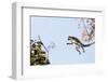 Ring tailed lemurs (Lemur catta) jumping in the trees, Anja Reserve, Ambalavao, central area, Madag-Christian Kober-Framed Photographic Print