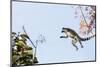 Ring tailed lemurs (Lemur catta) jumping in the trees, Anja Reserve, Ambalavao, central area, Madag-Christian Kober-Mounted Photographic Print