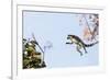 Ring tailed lemurs (Lemur catta) jumping in the trees, Anja Reserve, Ambalavao, central area, Madag-Christian Kober-Framed Photographic Print