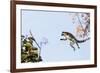 Ring tailed lemurs (Lemur catta) jumping in the trees, Anja Reserve, Ambalavao, central area, Madag-Christian Kober-Framed Photographic Print