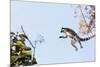 Ring tailed lemurs (Lemur catta) jumping in the trees, Anja Reserve, Ambalavao, central area, Madag-Christian Kober-Mounted Photographic Print