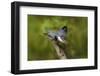 Ringed Kingfisher (Megaceryle torquata) male-Larry Ditto-Framed Photographic Print