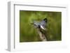 Ringed Kingfisher (Megaceryle torquata) male-Larry Ditto-Framed Photographic Print