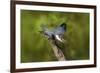 Ringed Kingfisher (Megaceryle torquata) male-Larry Ditto-Framed Photographic Print