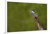 Ringed Kingfisher (Megaceryle torquata) male-Larry Ditto-Framed Photographic Print