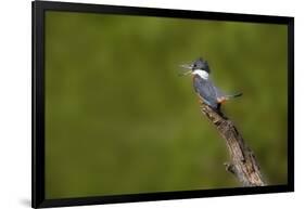 Ringed Kingfisher (Megaceryle torquata) male-Larry Ditto-Framed Photographic Print