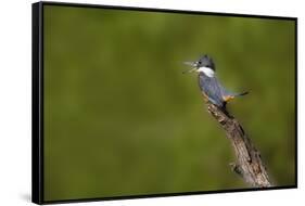 Ringed Kingfisher (Megaceryle torquata) male-Larry Ditto-Framed Stretched Canvas