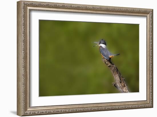 Ringed Kingfisher (Megaceryle torquata) male-Larry Ditto-Framed Photographic Print