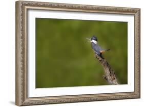 Ringed Kingfisher (Megaceryle torquata) male-Larry Ditto-Framed Photographic Print