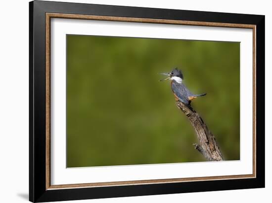 Ringed Kingfisher (Megaceryle torquata) male-Larry Ditto-Framed Photographic Print