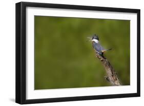 Ringed Kingfisher (Megaceryle torquata) male-Larry Ditto-Framed Photographic Print