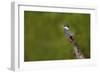 Ringed Kingfisher (Megaceryle torquata) male-Larry Ditto-Framed Photographic Print
