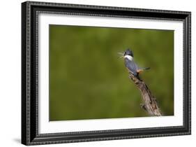 Ringed Kingfisher (Megaceryle torquata) male-Larry Ditto-Framed Photographic Print