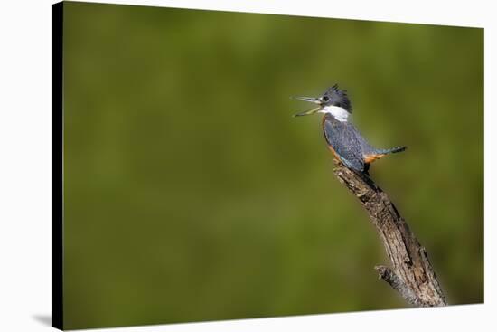 Ringed Kingfisher (Megaceryle torquata) male-Larry Ditto-Stretched Canvas