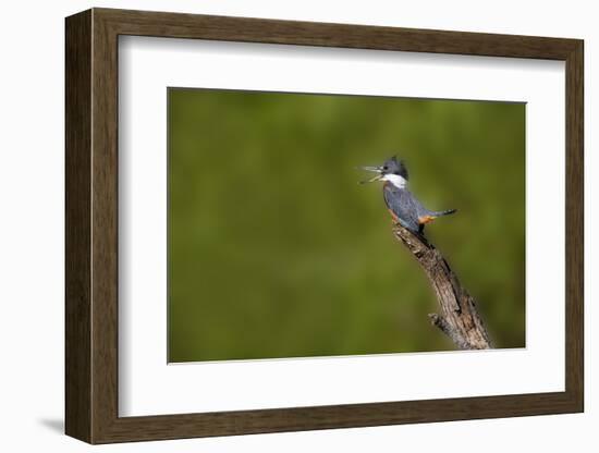 Ringed Kingfisher (Megaceryle torquata) male-Larry Ditto-Framed Photographic Print