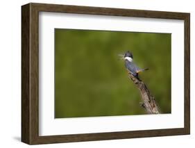 Ringed Kingfisher (Megaceryle torquata) male-Larry Ditto-Framed Photographic Print