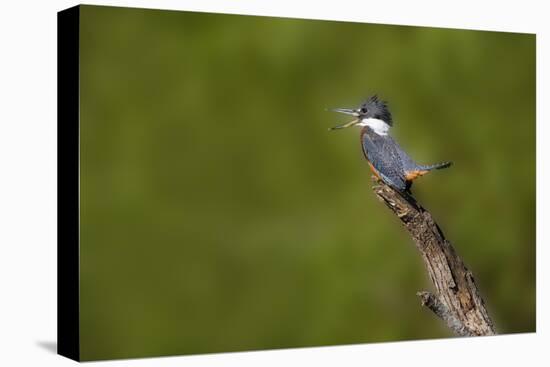 Ringed Kingfisher (Megaceryle torquata) male-Larry Ditto-Stretched Canvas