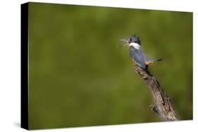 Ringed Kingfisher (Megaceryle torquata) male-Larry Ditto-Stretched Canvas