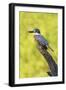 Ringed Kingfisher (Megaceryle torquata) perched-Larry Ditto-Framed Photographic Print