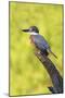 Ringed Kingfisher (Megaceryle torquata) perched-Larry Ditto-Mounted Photographic Print